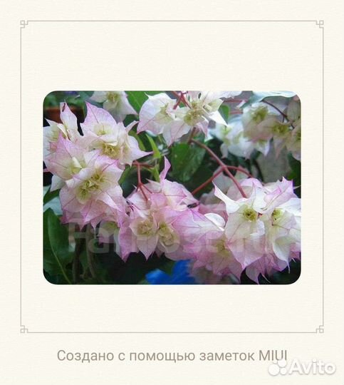 Бугенвиллии