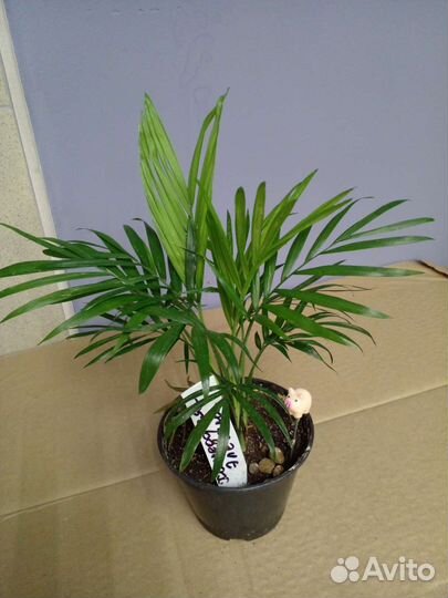 Хамедорея элеганс