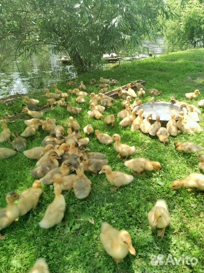 Утята суточные