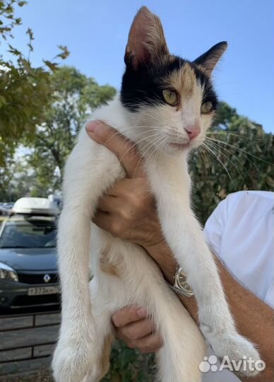 Счастье в дом