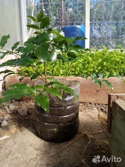 Магония поддуболистная