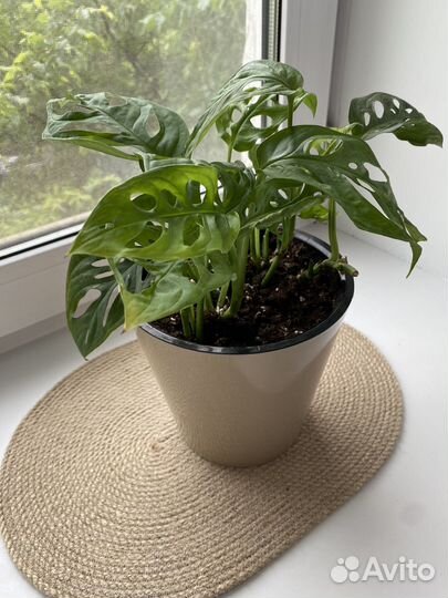 Монстера манки маск