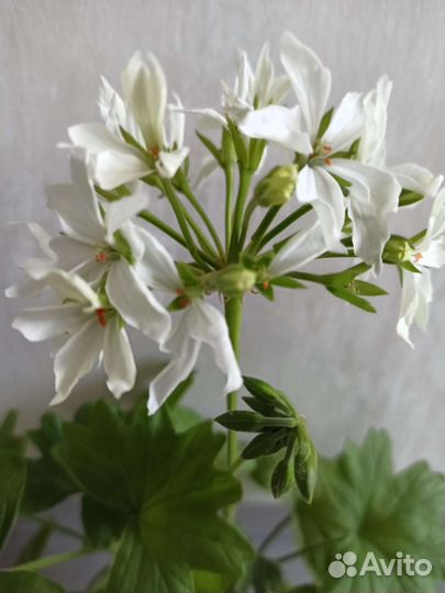 Пеларгония квантум вайт