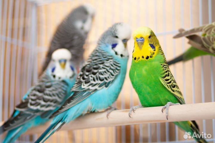Выставочный попугай Чех ввп
