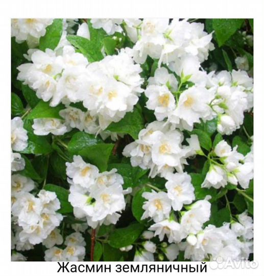 Декоративные кустарники