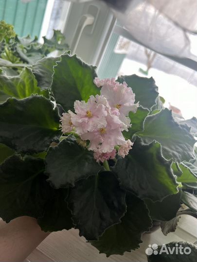 Комнатные цветы