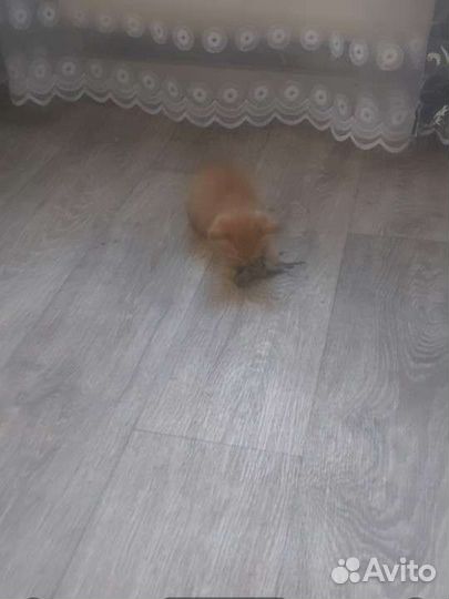 Котята мышеловы