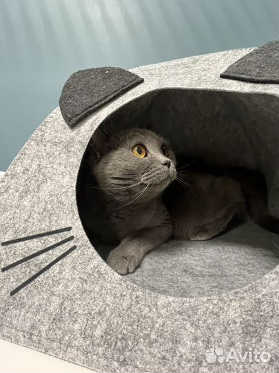 Зоогостиница для кошек