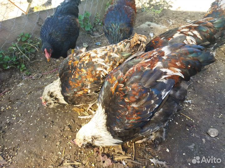 Петух барневельдер, фавероль, лакеданзи