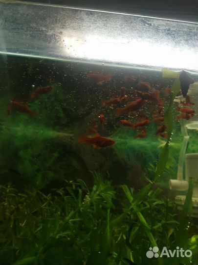 Аквариумные рыбки меченосцы