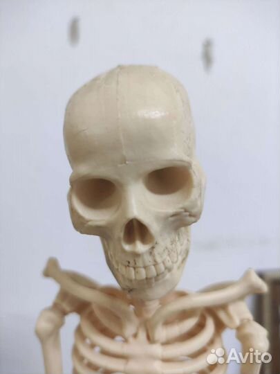 Скелет модель 50 см