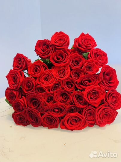 Розы красные. Розы белые. Букет роз. 101 роза