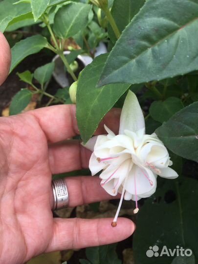 Фуксия сортовая