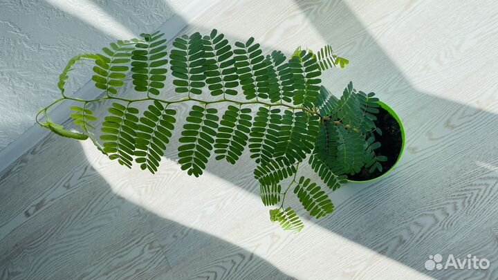 Тамаринд в горшке