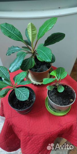 Молочай беложильчатый