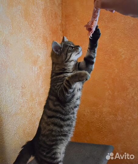 Алиса Матроскина