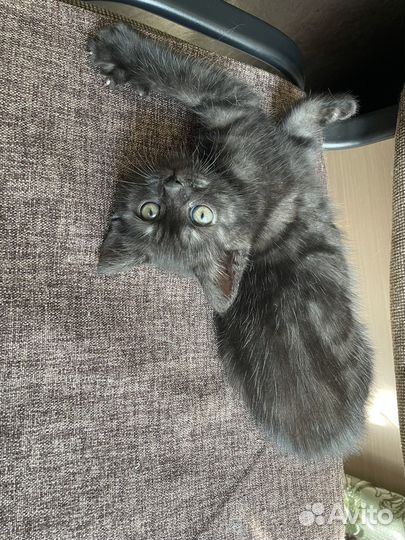 Британская кошка