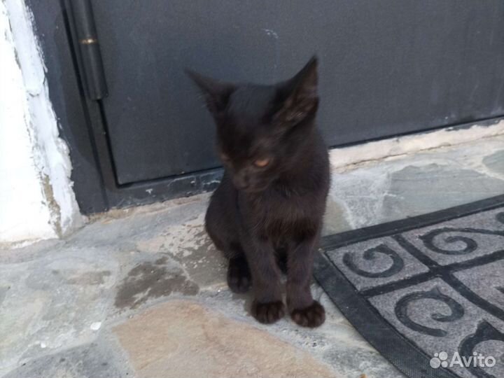 Природные котики