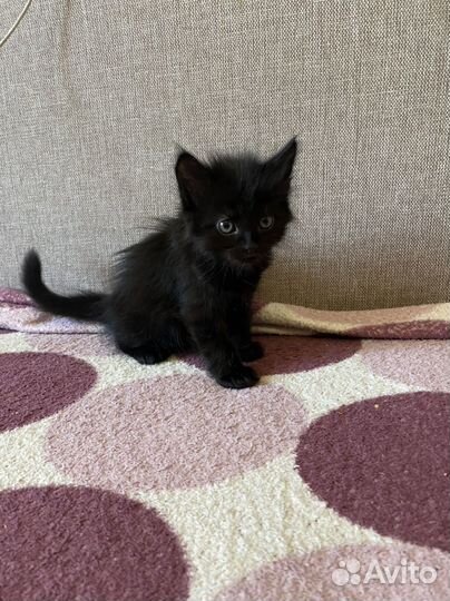 Котята в добрые руки бесплатно