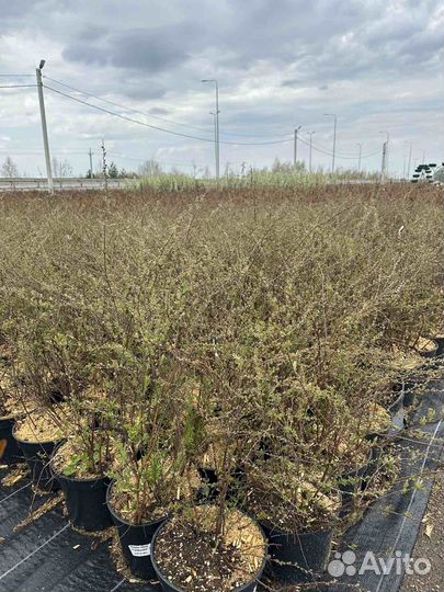 Спирея пузыреплодник арония дерен сирень