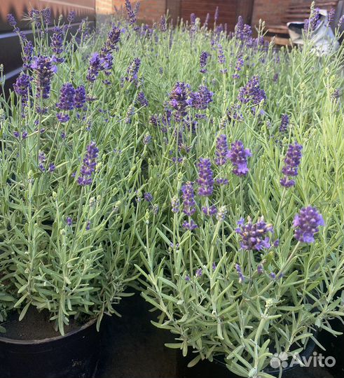 Саженцы, плодовые кустарники, декоративные,хвойные