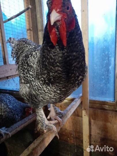 Цыплята разных возрастов