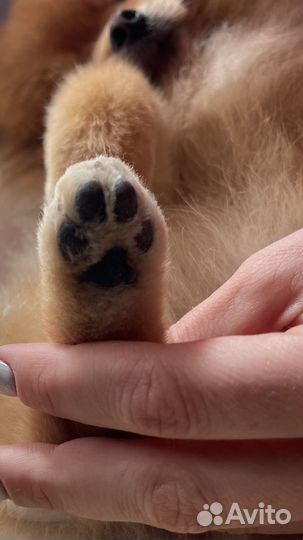 Груминг стрижка собак