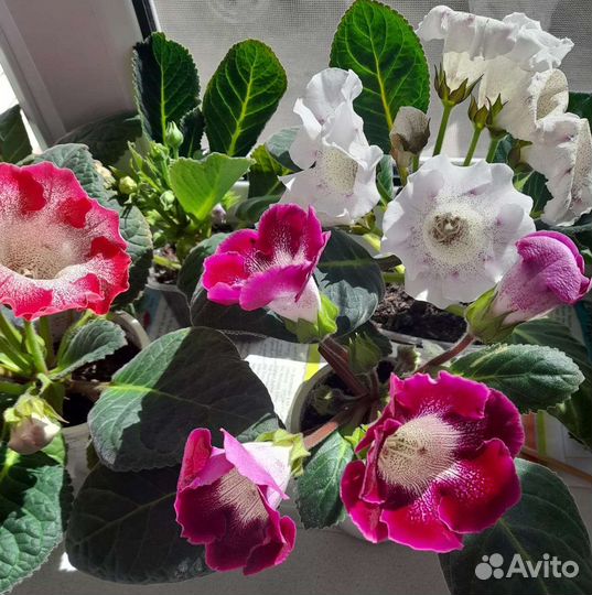 Семена глоксиний- комнатных цветов
