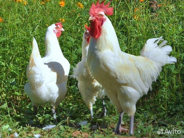 Куры несушки