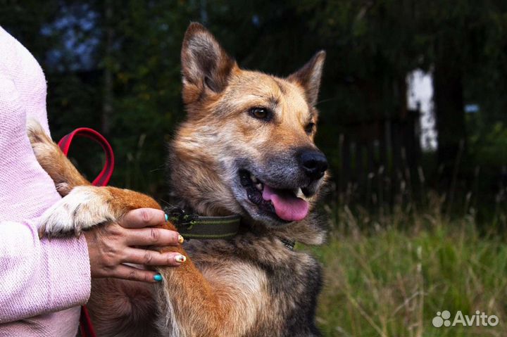 Собака в добрые руки