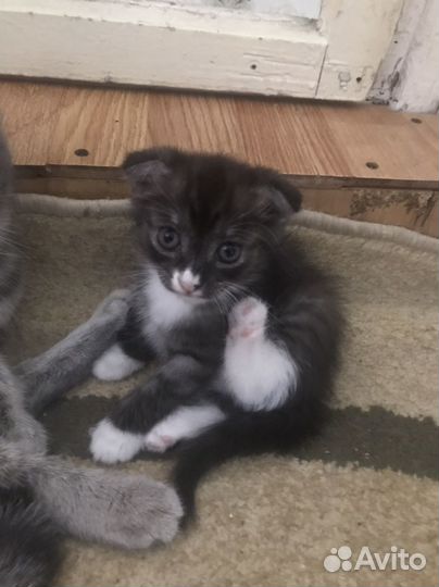 Кошка в дар