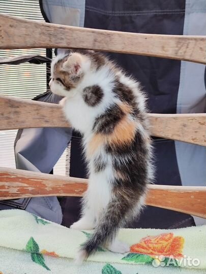 Котёнок