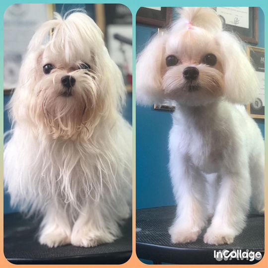 Стрижка собак и кошек. Выезд на дом