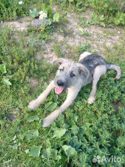 Щенкки,мальчик и девочка в добрые руки