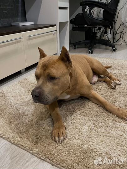 Найдена собака