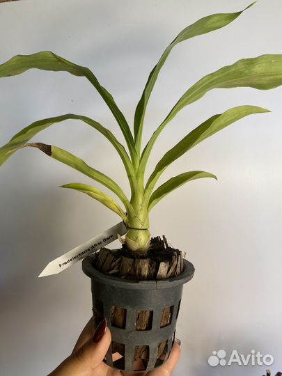 Орхидея Catasetum fredclarkeara after dark