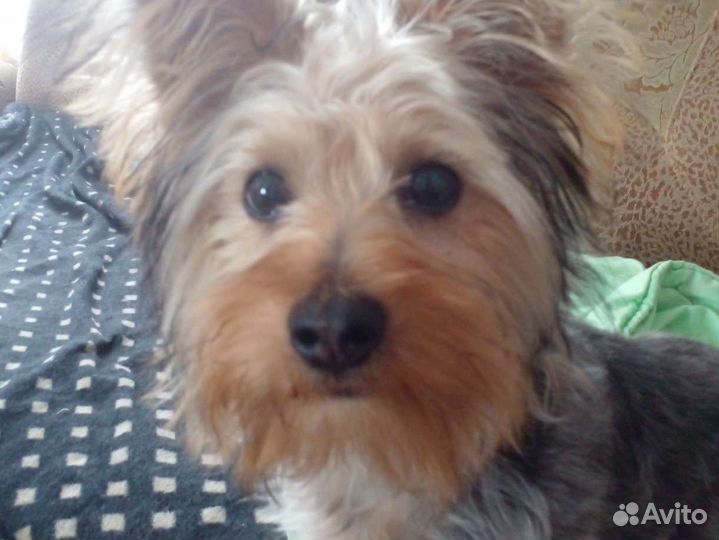 Щенок 6 месяцев