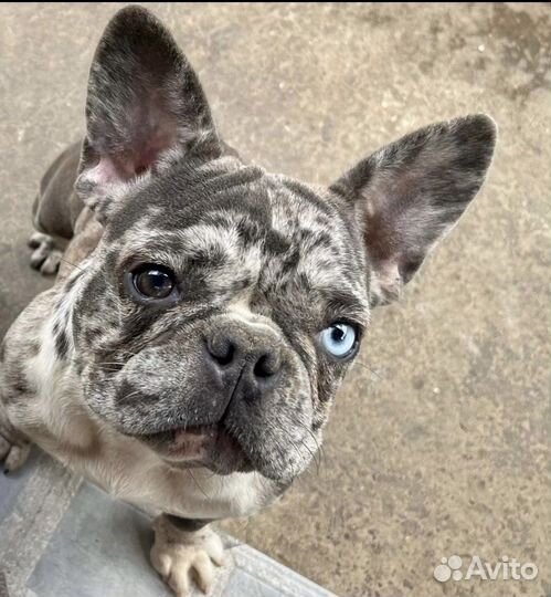 Французские булочки щеночки