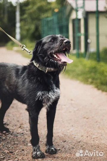 Верный пёс в добрые руки собака