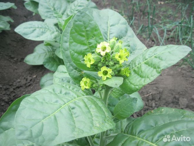 Семена табака, махорки