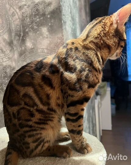 Бенгальская кошка
