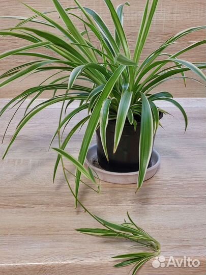 Хлорофитум