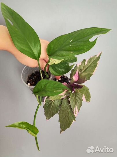 Комнатные растения