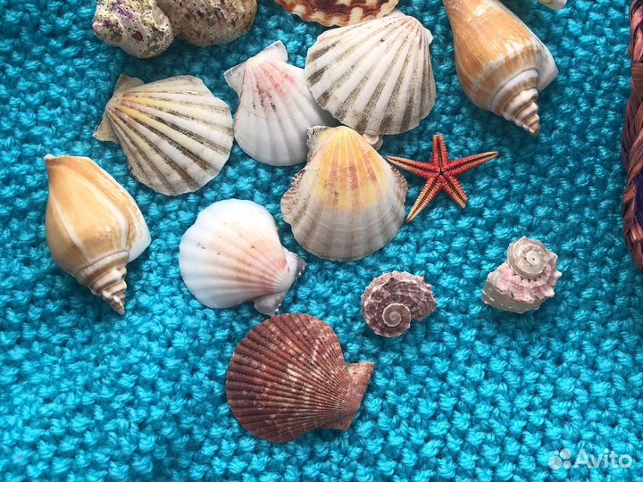Морские ракушки с плетеной корзинкой
