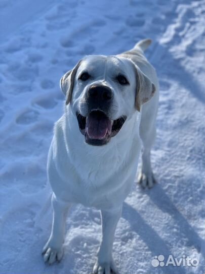 Лабрадор вязка