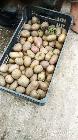 Семенной картофель жёлтый, пищевой