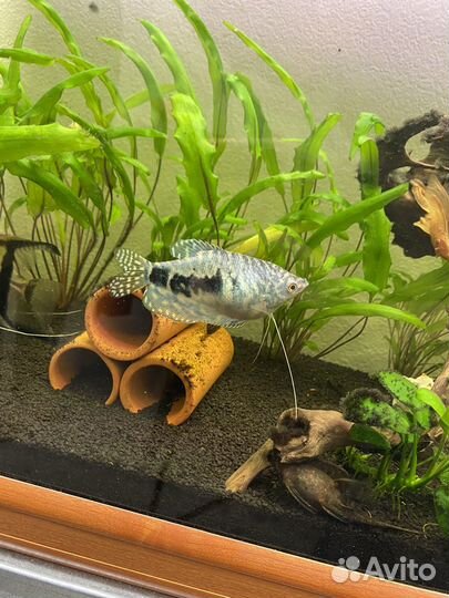 Аквариум с подставкой, фильтр барбус. 125литров