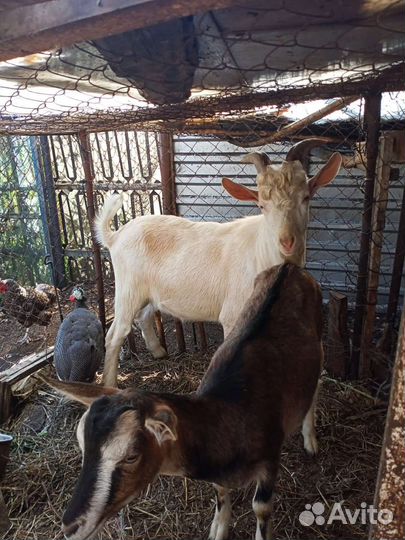 Альпийские козлята