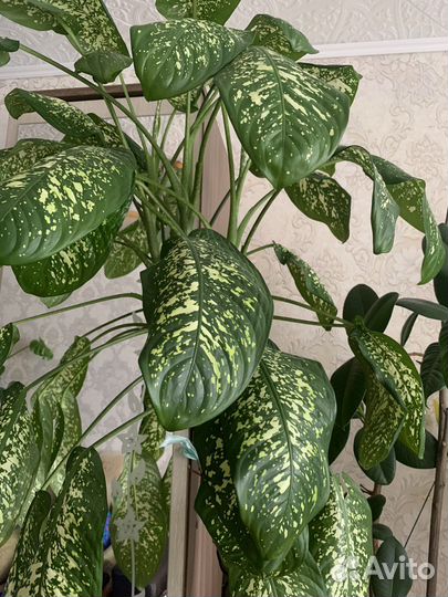 Диффенбахия