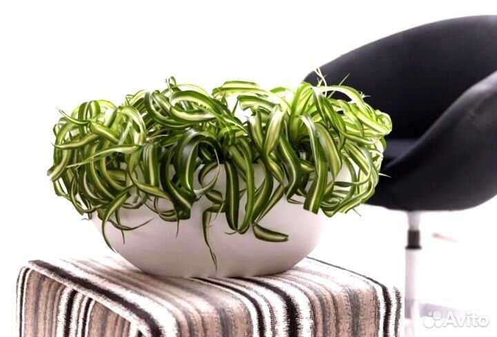 Хлорофитум кудрявый